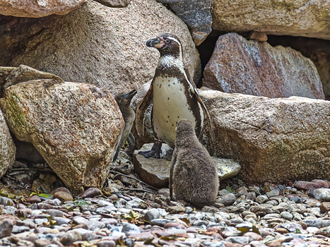Piguin
