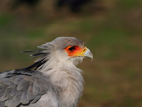 Sekretär