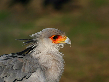 Sekretär