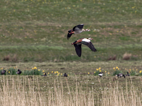 Nilgänse