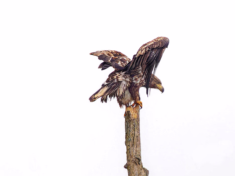 Seeadler
