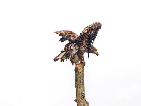 Seeadler