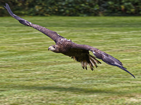 Steinadler