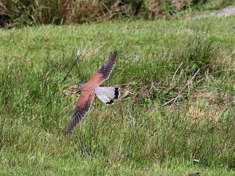 Turmfalke