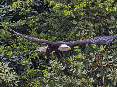 Weißkopfseeadler