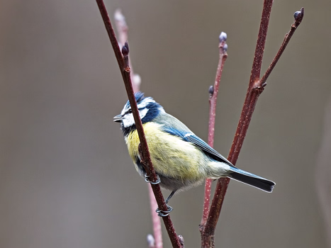 Blaumeise
