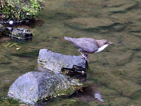 Wasseramsel
