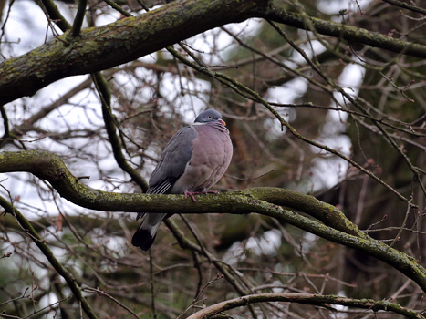Taubenvögel