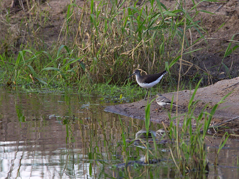 Waldwasserläufer