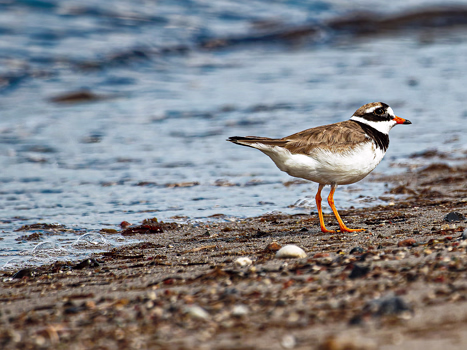 Watvögel