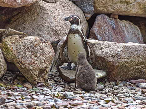 Piguin
